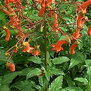 Phygelius capensis