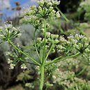 Pimpinella anisum (biedrzeniec anyż)