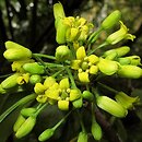 Pittosporaceae (pospornicowate)