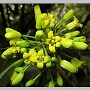 Pittosporum brevicalyx