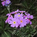Primula farinosa (pierwiosnek omączony)