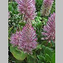 Ptilotus exaltatus