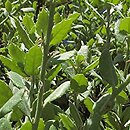 Quercus coccifera