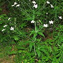 Ranunculus platanifolius (jaskier platanolistny)