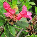 Rhododendron (rododendron)