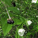 Rhodotypos scandens (różowiec biały)