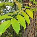 Toxicodendron vernicifluum (sumak lakowy)