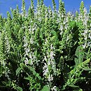 Salvia Schneehügel