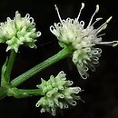 Sanicula europaea (żankiel zwyczajny)