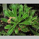 Saxifraga ×andrewsii