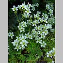 Saxifraga hypnoides (skalnica rokietowa)