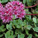 Hylotelephium ewersii (rozchodnik Ewersa)