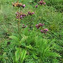 Serratula tinctoria (sierpik barwierski)