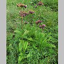 Serratula (sierpik)