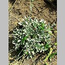 Sideritis syriaca