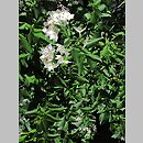 Solanum jasminoides