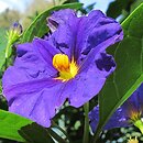 Solanum rantonnetii (psianka Rantonettiego)