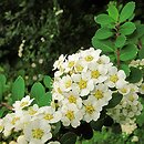 Spiraea nipponica (tawuła nippońska)