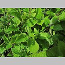 Stachys affinis (czyściec bulwiasty)