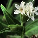Stevia rebaudiana (stewia)
