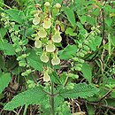 Teucrium scorodonia (ożanka nierównoząbkowa)