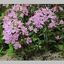 Thymus longicaulis