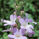 Verbena officinalis (werbena pospolita)