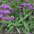 Verbena rigida