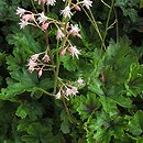 ×Heucherella Hertn042