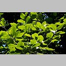 Sorbus microphylla