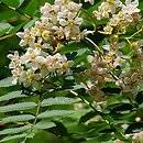 Sorbus aucuparia Edulis