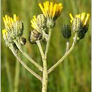Pilosella caespitosa (kosmaczek łąkowy)