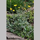 Hieracium lanatum (jastrzębiec wełnisty)