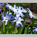 Chionodoxa (śnieżnik)
