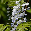Wisteria floribunda (słodlin japoński)