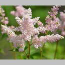 Astilbe simplicifolia (tawułka pojedynczolistna)