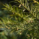 Taxus baccata Pendula Graciosa