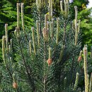 Pinus mugo Grań