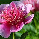 Paeonia officinalis Anemoniflora