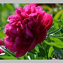 Paeonia officinalis Rubra Plena