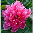 Paeonia officinalis Rosea Plena