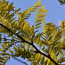 Gleditsia triacanthos Sunburst