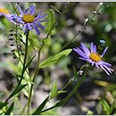 Aster tibeticus (aster tybetański)