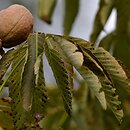 Aesculus ×neglecta (kasztanowiec plamisty)