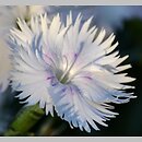 Dianthus sternbergii (goździk Sternberga)