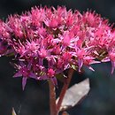 Hylotelephium cauticola Ruby Glow