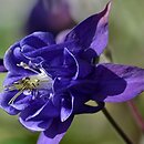 Aquilegia ×hybrida Clementine Blue