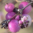 Symphoricarpos ×doorenbosii (śnieguliczka Doorenbosa)