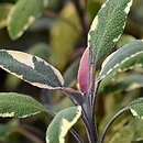 Salvia officinalis Tricolor