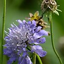 Scabiosa japonica (driakiew japońska)